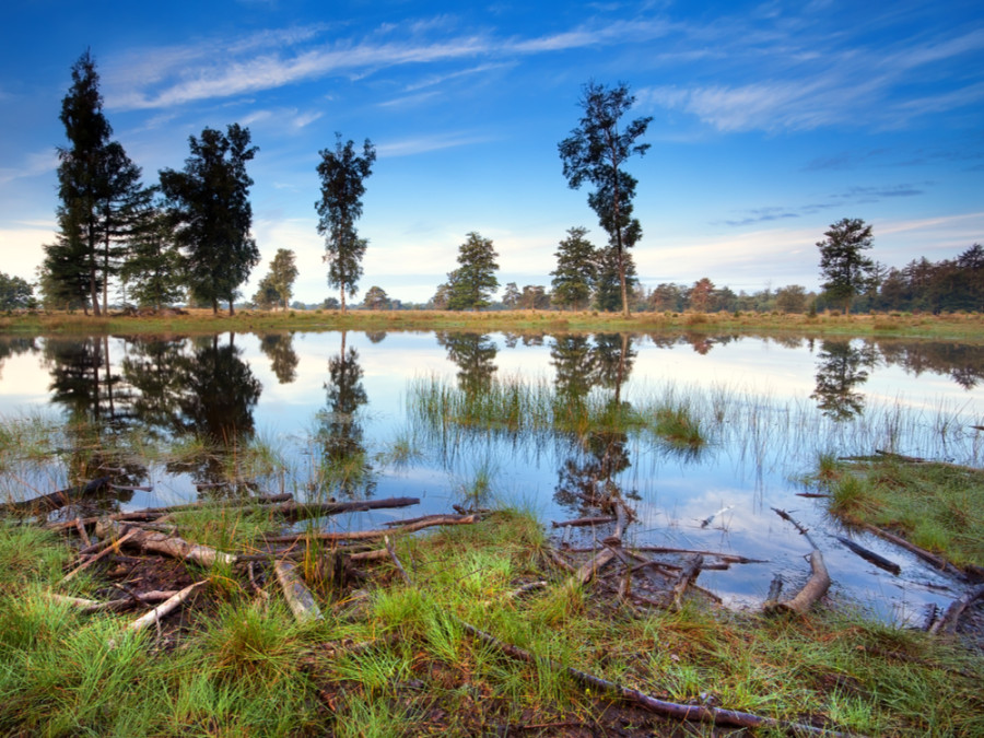 Stilte aan het veen