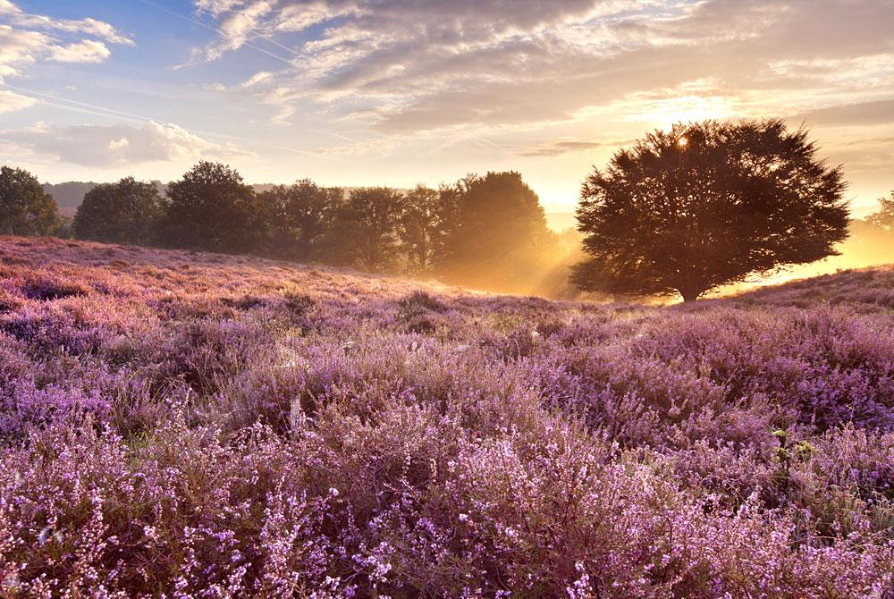 Heide in het gouden uur
